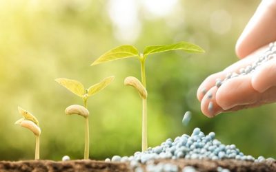 Com mercado de fertilizantes em alta, Petrobrás perde dinheiro ao permanecer com suas fábricas fechadas